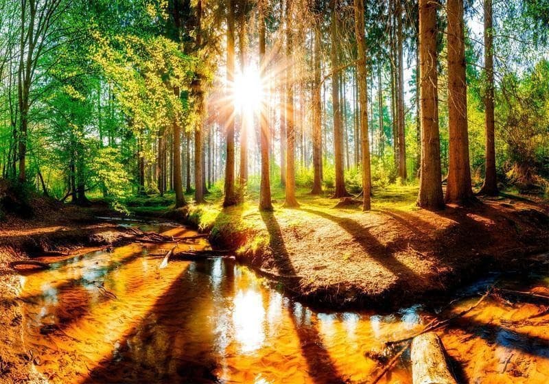 Fotomurale Marvelous Forest in Carta da parati Collezione Casa - Trebisacce, commercioVirtuoso.it
