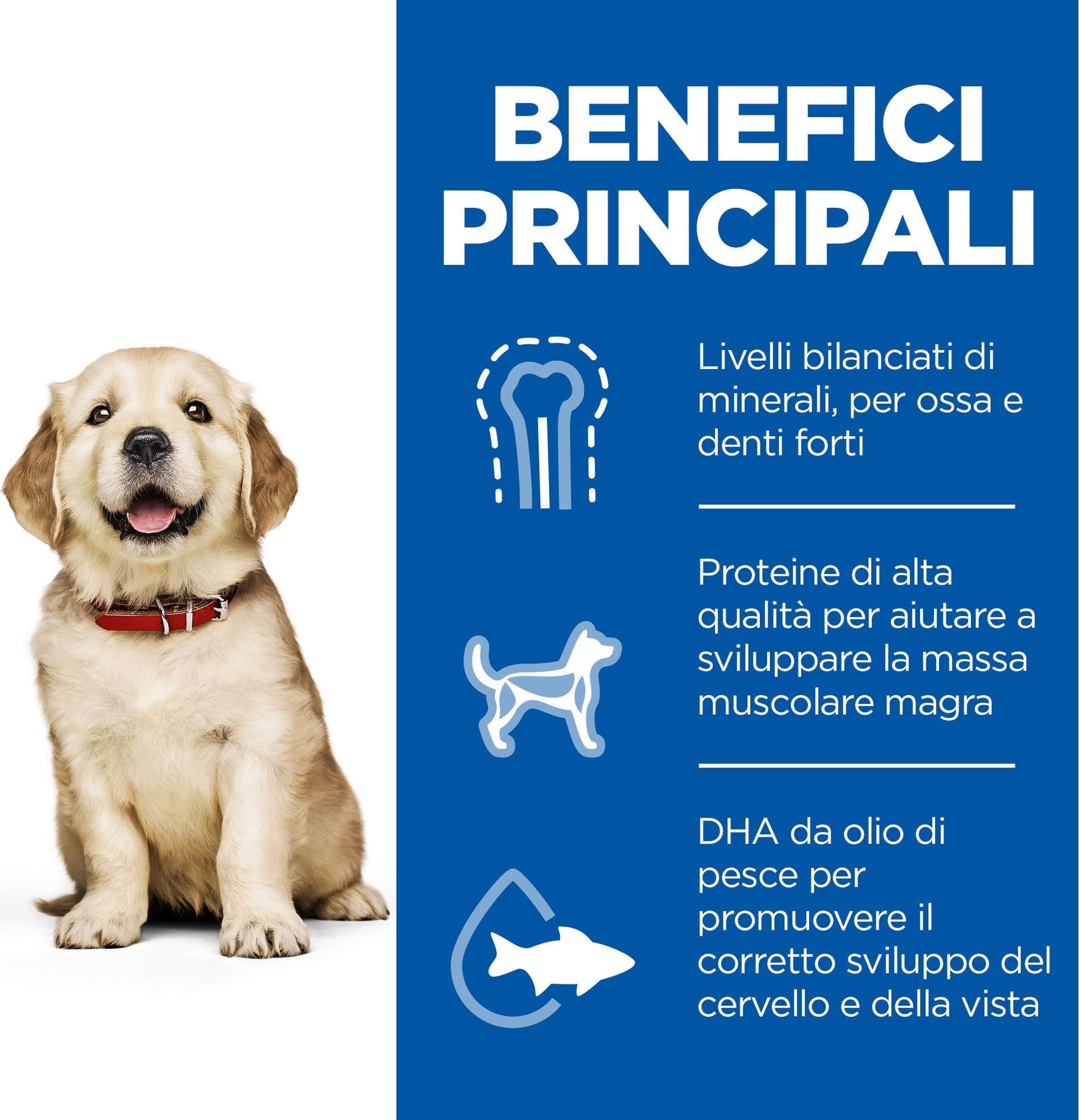Hill's Mantenimento secco Cani Puppy Large pollo 12 kg in Secco 101 Market - Poggibonsi, commercioVirtuoso.it