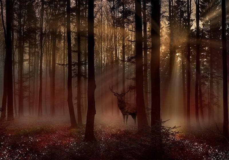 Fotomurale Mystical Forest First Variant in Carta da parati Collezione Casa - Trebisacce, commercioVirtuoso.it