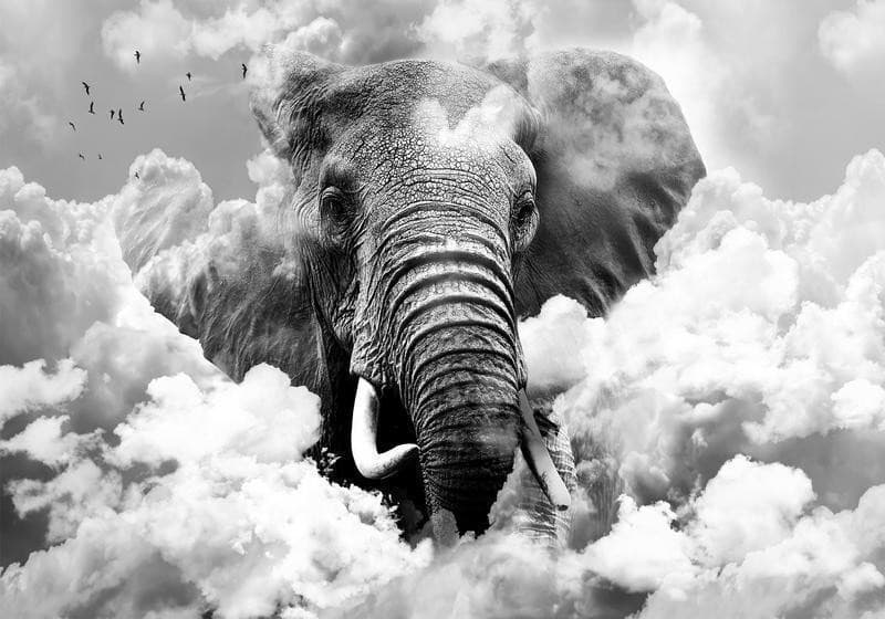 Fotomurale elefante tra le nuvole in bianco e nero in Carta da parati Collezione Casa - Trebisacce, commercioVirtuoso.it