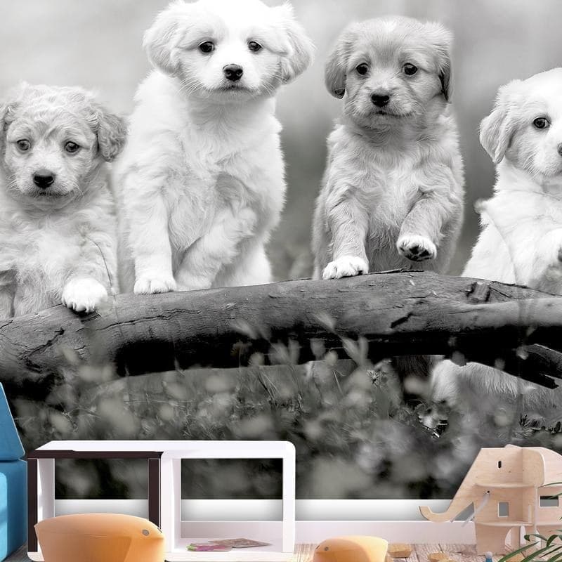 Carta da Parati Four Puppies in Carta da parati Collezione Casa - Trebisacce, commercioVirtuoso.it