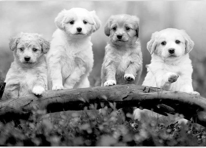 Carta da Parati Four Puppies in Carta da parati Collezione Casa - Trebisacce, commercioVirtuoso.it