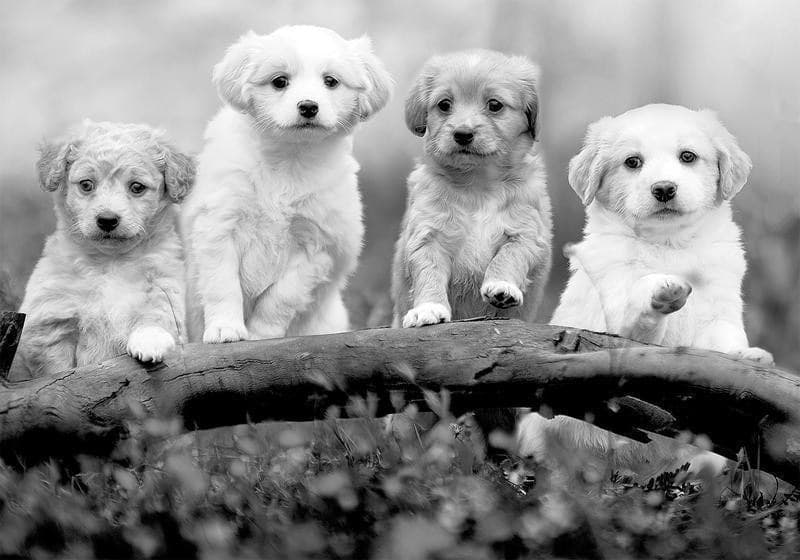 Carta da Parati Four Puppies in Carta da parati Collezione Casa - Trebisacce, commercioVirtuoso.it