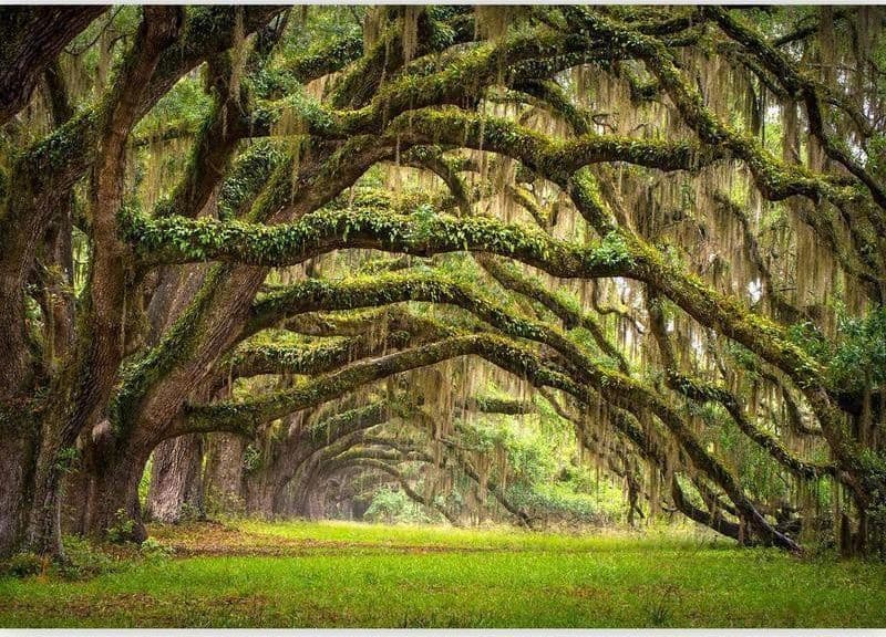 Fotomurale Tree embrace in Carta da parati Collezione Casa - Trebisacce, commercioVirtuoso.it