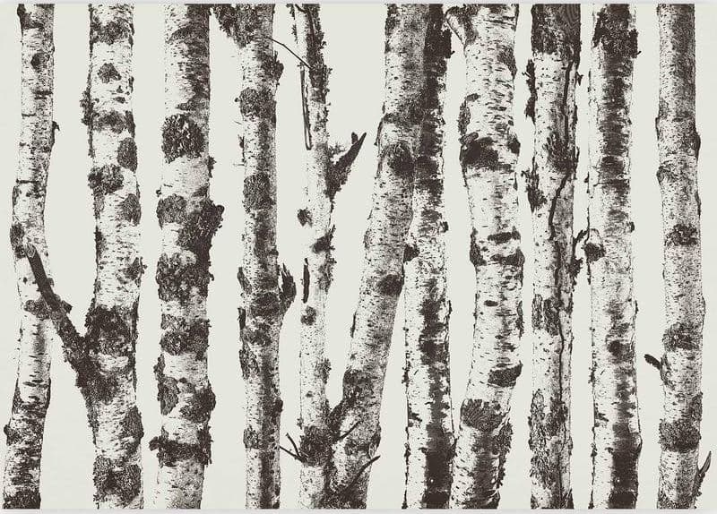 Fotomurale Stately Birches First Variant in Carta da parati Collezione Casa - Trebisacce, commercioVirtuoso.it