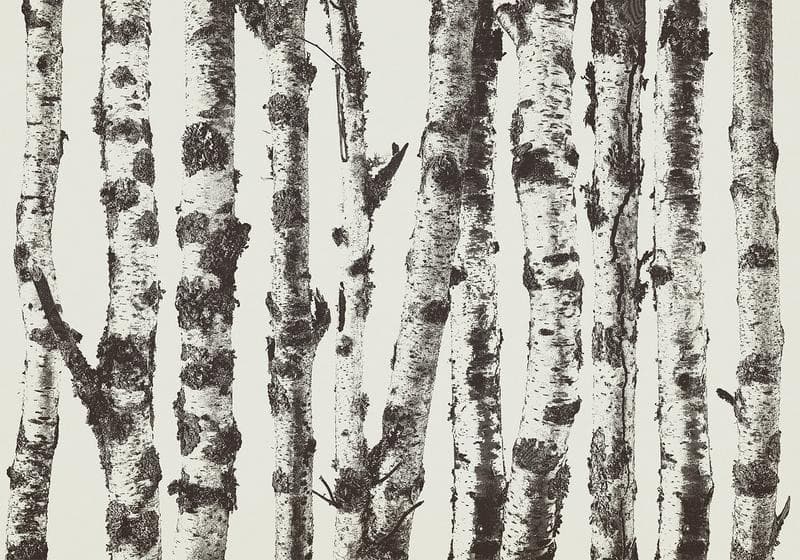Fotomurale Stately Birches First Variant in Carta da parati Collezione Casa - Trebisacce, commercioVirtuoso.it