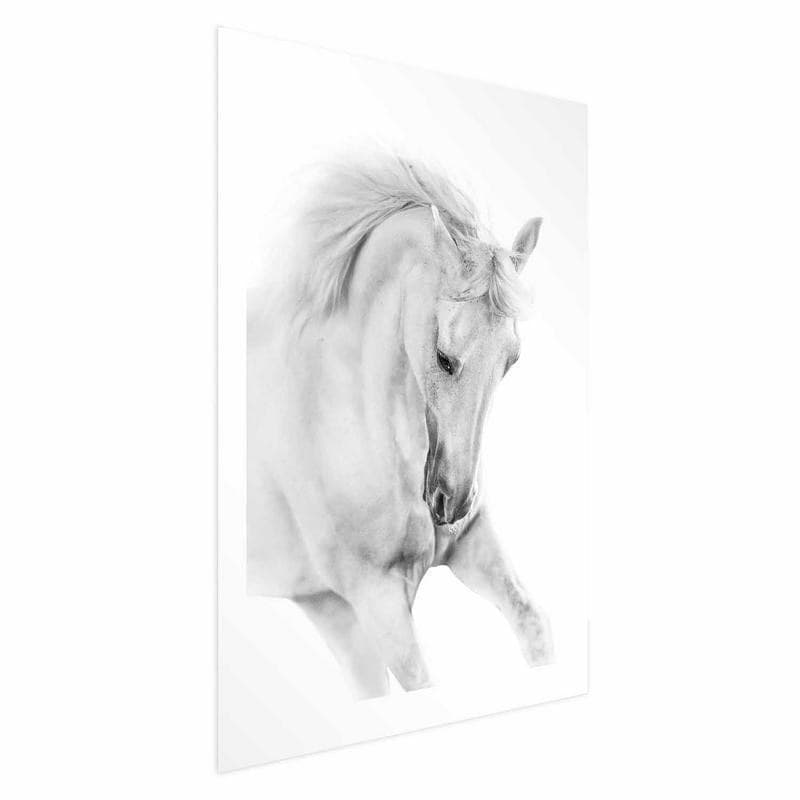 Poster - White Horse in Poster e stampe Collezione Casa - Trebisacce, commercioVirtuoso.it