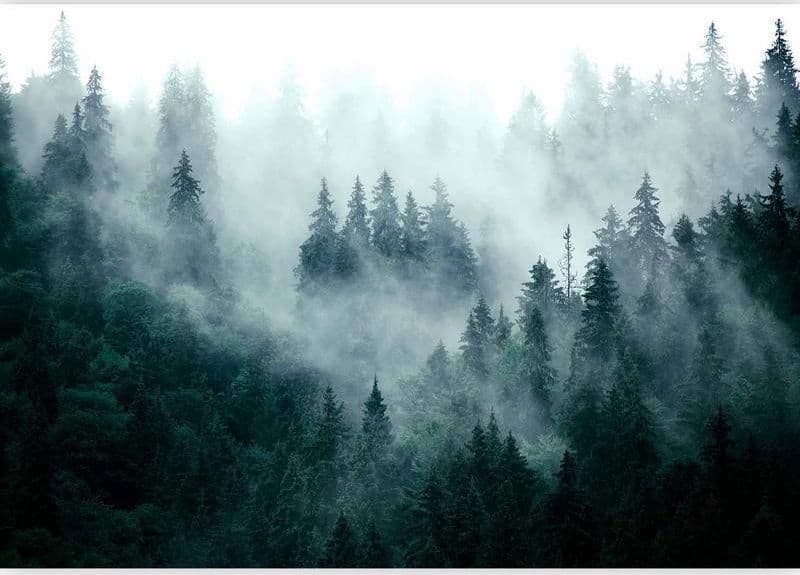 Carta da parati Nebbia nella foresta in Carta da parati Collezione Casa - Trebisacce, commercioVirtuoso.it