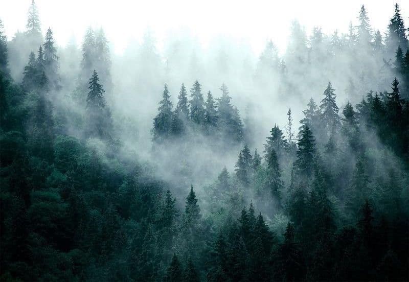 Carta da parati Nebbia nella foresta in Carta da parati Collezione Casa - Trebisacce, commercioVirtuoso.it