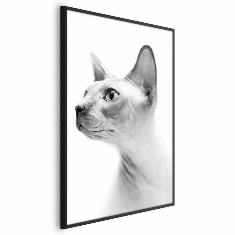 Poster - Hairless Cat in Arazzi e tappezzeria Collezione Casa - Trebisacce, commercioVirtuoso.it