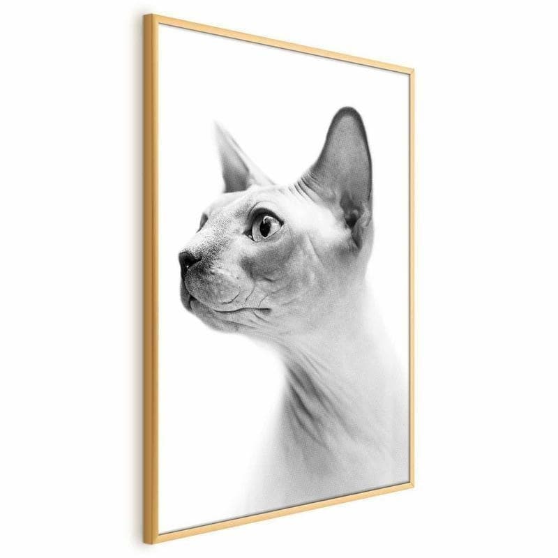 Poster - Hairless Cat in Arazzi e tappezzeria Collezione Casa - Trebisacce, commercioVirtuoso.it