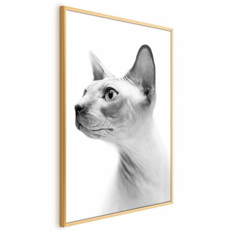Poster - Hairless Cat in Arazzi e tappezzeria Collezione Casa - Trebisacce, commercioVirtuoso.it