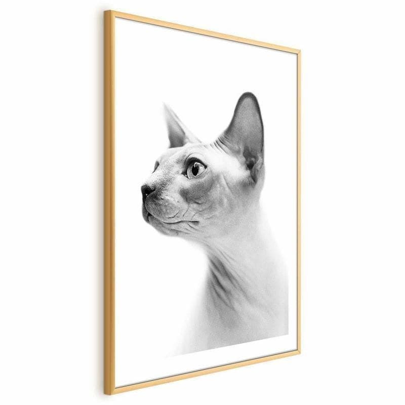 Poster - Hairless Cat in Arazzi e tappezzeria Collezione Casa - Trebisacce, commercioVirtuoso.it