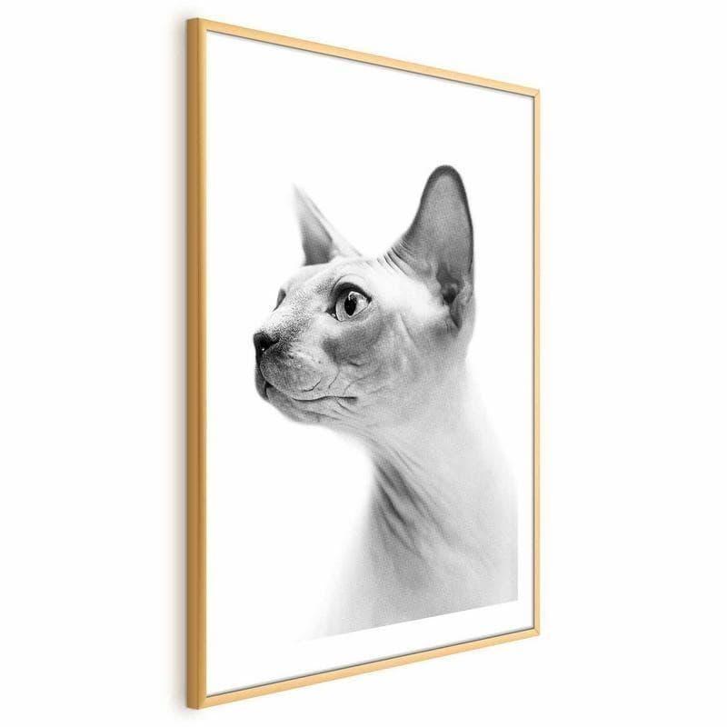 Poster - Hairless Cat in Arazzi e tappezzeria Collezione Casa - Trebisacce, commercioVirtuoso.it