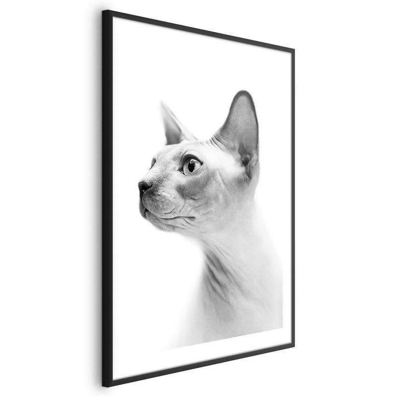 Poster - Hairless Cat in Arazzi e tappezzeria Collezione Casa - Trebisacce, commercioVirtuoso.it