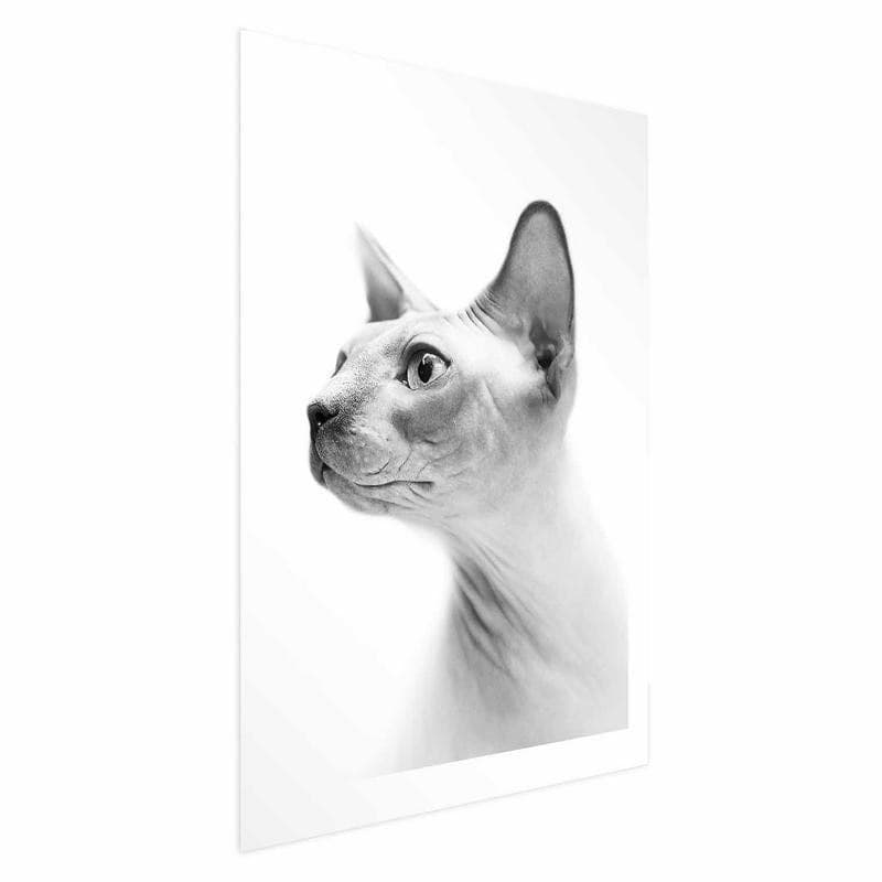 Poster - Hairless Cat in Arazzi e tappezzeria Collezione Casa - Trebisacce, commercioVirtuoso.it