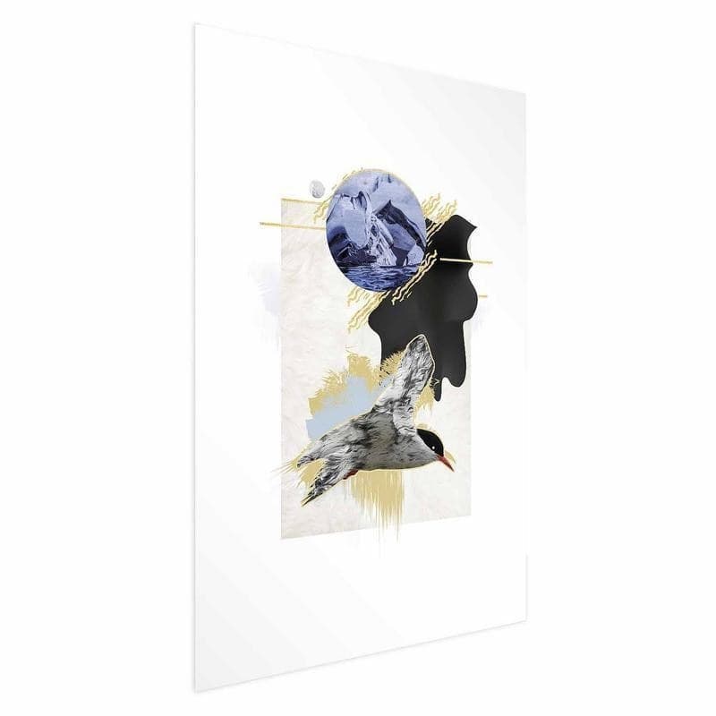 Poster - Antarctic Tern in Poster e stampe Collezione Casa - Trebisacce, commercioVirtuoso.it