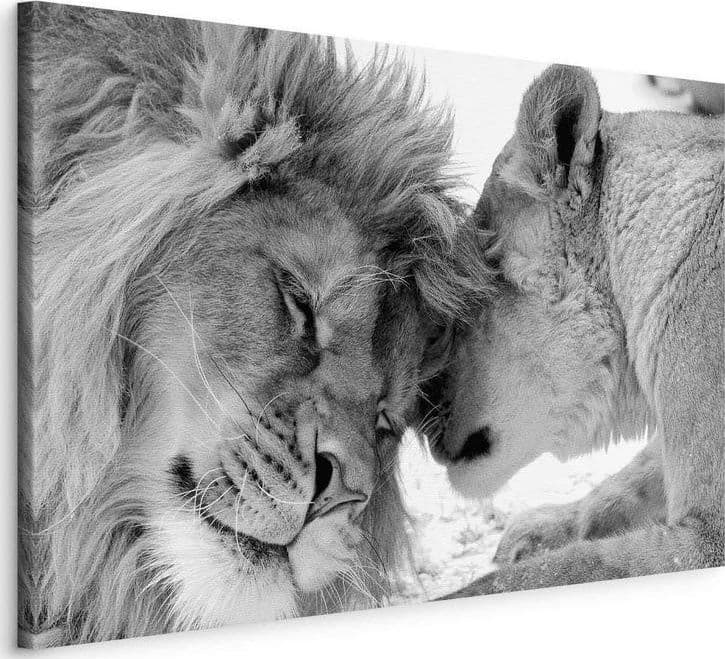 Quadro Lion's Love in Poster e stampe Collezione Casa - Trebisacce, commercioVirtuoso.it