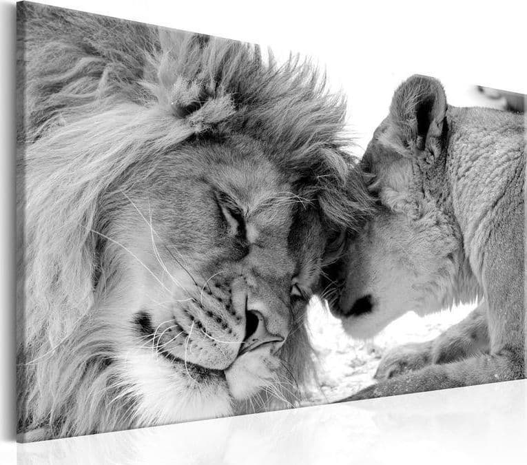 Quadro Lion's Love in Poster e stampe Collezione Casa - Trebisacce, commercioVirtuoso.it