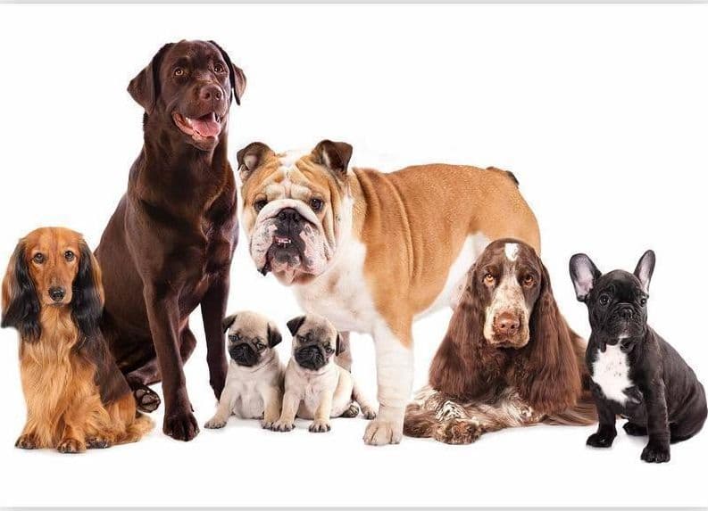 Carta da Parati Cani Accucciati in Carta da parati Collezione Casa - Trebisacce, commercioVirtuoso.it