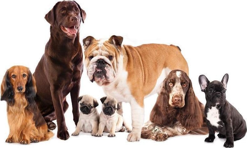 Carta da Parati Cani Accucciati in Carta da parati Collezione Casa - Trebisacce, commercioVirtuoso.it