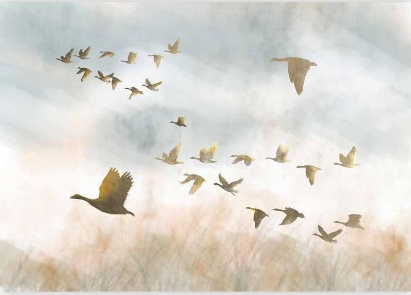 Fotomurale Golden Geese in Carta da parati Collezione Casa - Trebisacce, commercioVirtuoso.it