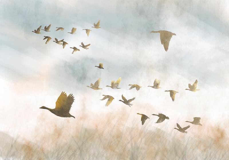Fotomurale Golden Geese in Carta da parati Collezione Casa - Trebisacce, commercioVirtuoso.it
