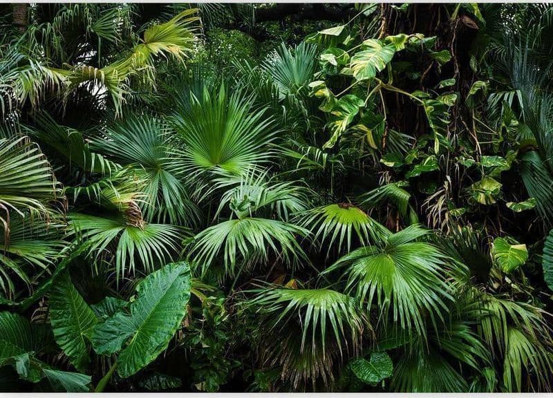 Fotomurale Sunny Jungle in Carta da parati Collezione Casa - Trebisacce, commercioVirtuoso.it