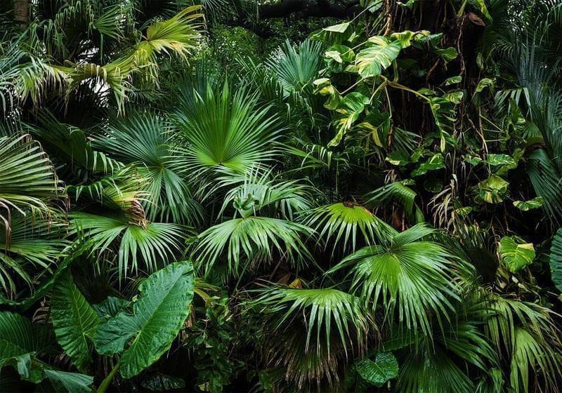 Fotomurale Sunny Jungle in Carta da parati Collezione Casa - Trebisacce, commercioVirtuoso.it