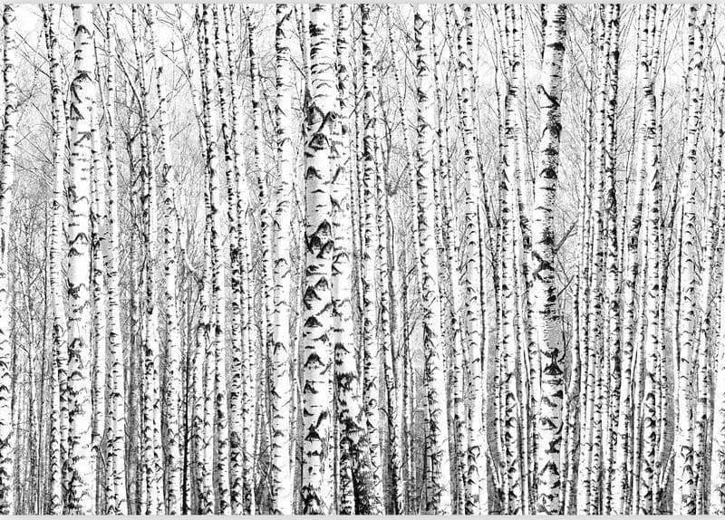 Fotomurale Bosco di betulle in Carta da parati Collezione Casa - Trebisacce, commercioVirtuoso.it