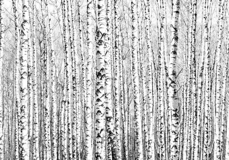 Fotomurale Bosco di betulle in Carta da parati Collezione Casa - Trebisacce, commercioVirtuoso.it