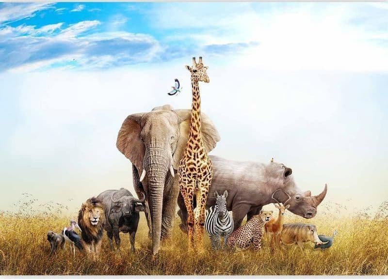 Carta da Parati Fauna in Africa in Carta da parati Collezione Casa - Trebisacce, commercioVirtuoso.it
