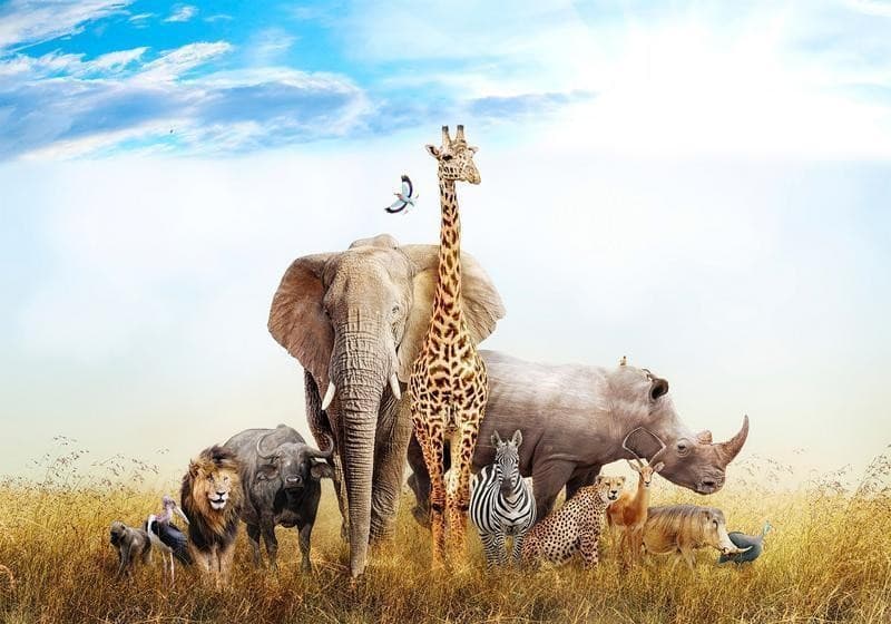 Carta da Parati Fauna in Africa in Carta da parati Collezione Casa - Trebisacce, commercioVirtuoso.it