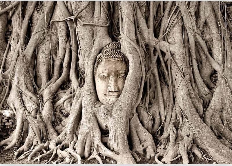 Carta da Parati Albero Buddha in Carta da parati Collezione Casa - Trebisacce, commercioVirtuoso.it