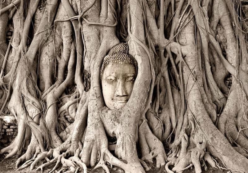 Carta da Parati Albero Buddha in Carta da parati Collezione Casa - Trebisacce, commercioVirtuoso.it
