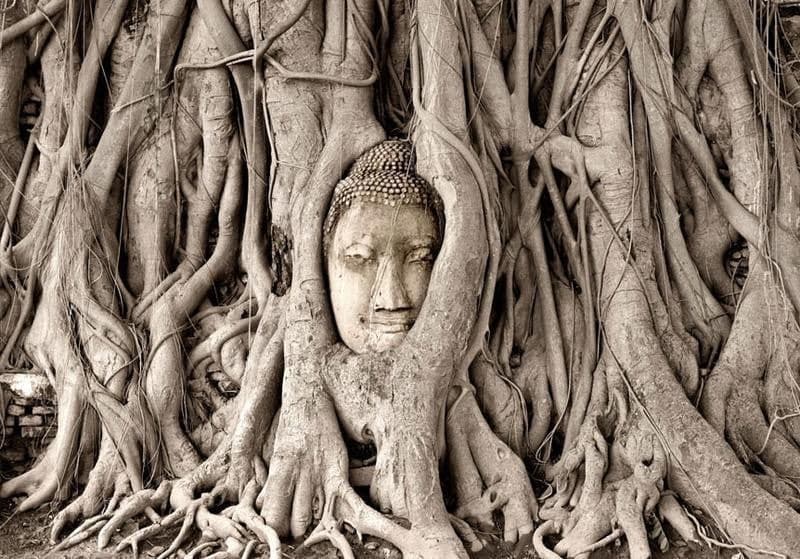 Carta da Parati Albero Buddha in Carta da parati Collezione Casa - Trebisacce, commercioVirtuoso.it