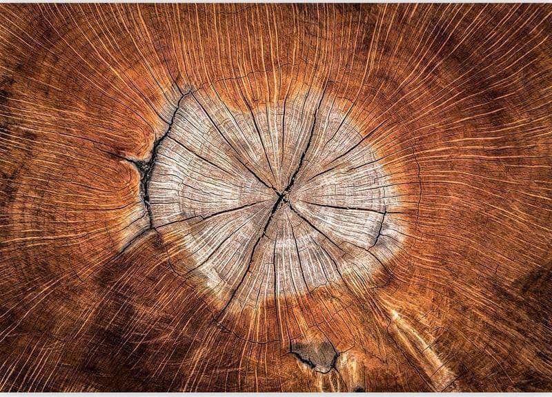 Fotomurale The Soul of a Tree in Carta da parati Collezione Casa - Trebisacce, commercioVirtuoso.it