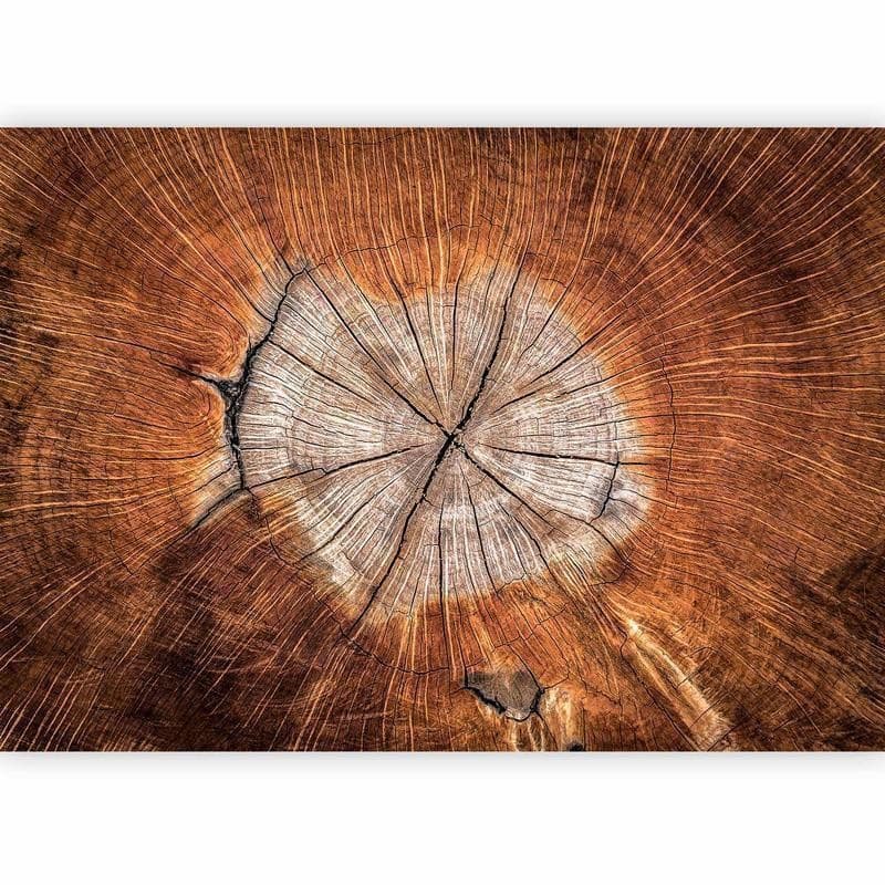 Fotomurale The Soul of a Tree in Carta da parati Collezione Casa - Trebisacce, commercioVirtuoso.it