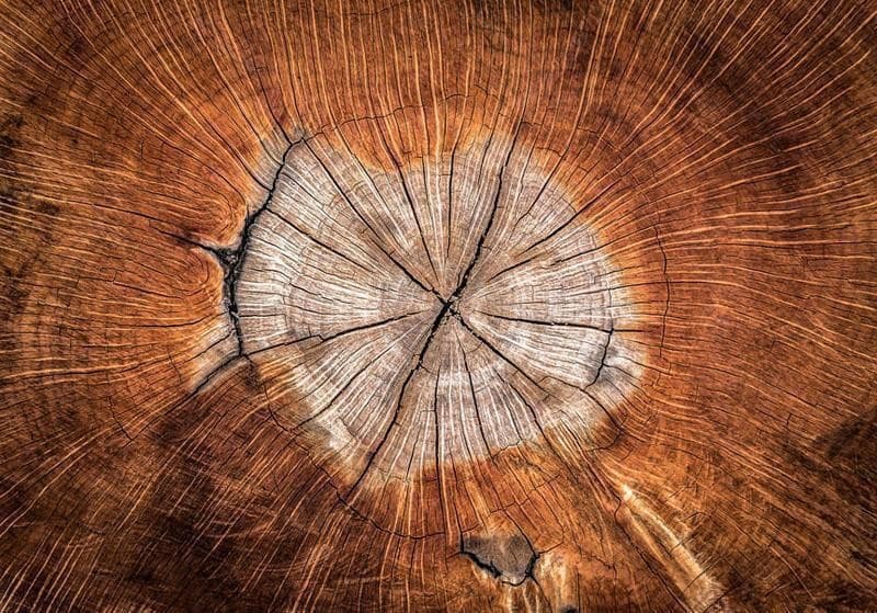Fotomurale The Soul of a Tree in Carta da parati Collezione Casa - Trebisacce, commercioVirtuoso.it