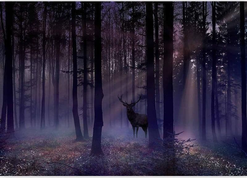 Fotomurale Mystical Forest Second Variant in Carta da parati Collezione Casa - Trebisacce, commercioVirtuoso.it