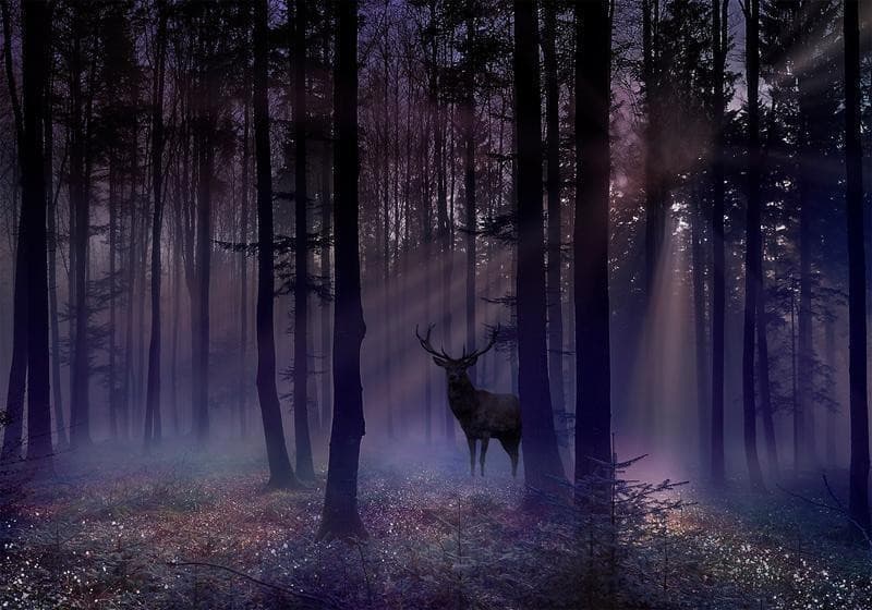 Fotomurale Mystical Forest Second Variant in Carta da parati Collezione Casa - Trebisacce, commercioVirtuoso.it