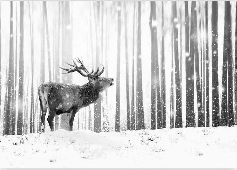 Carta da Parati Deer in the Snow Bianco e Nero in Carta da parati Collezione Casa - Trebisacce, commercioVirtuoso.it