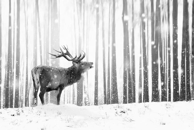 Carta da Parati Deer in the Snow Bianco e Nero in Carta da parati Collezione Casa - Trebisacce, commercioVirtuoso.it