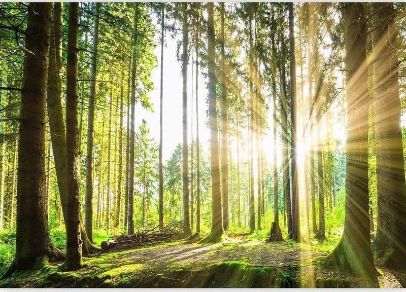Fotomurale Forest Tales in Carta da parati Collezione Casa - Trebisacce, commercioVirtuoso.it