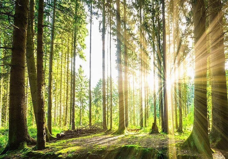 Fotomurale Forest Tales in Carta da parati Collezione Casa - Trebisacce, commercioVirtuoso.it