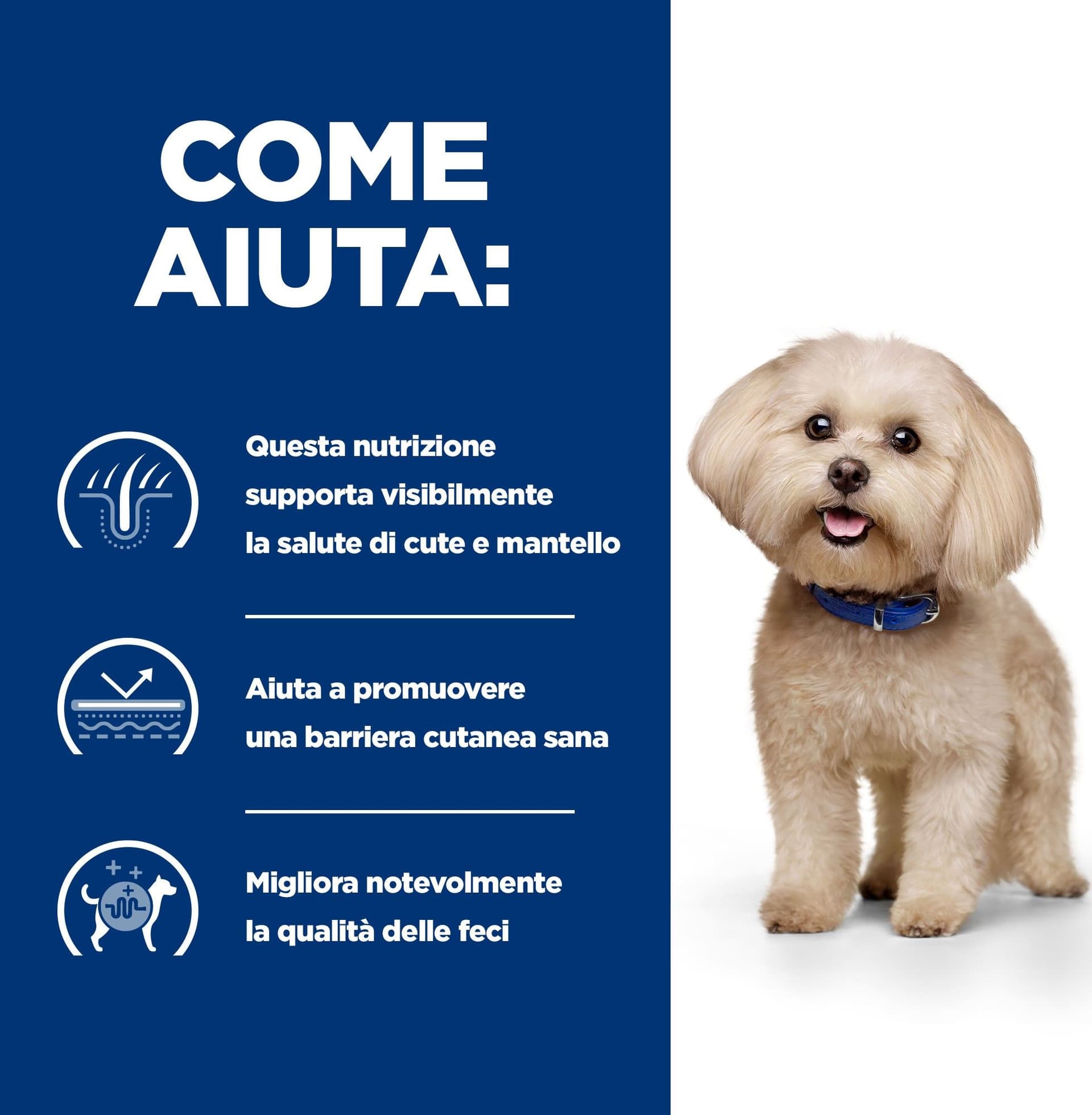 Hill's Prescription Diet Food Sensitivities secco Cani Adulti Mini in Secco 101 Market - Poggibonsi, commercioVirtuoso.it