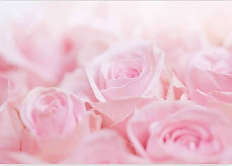 Carta da Parati Oceano di Rose in Carta da parati Collezione Casa - Trebisacce, commercioVirtuoso.it
