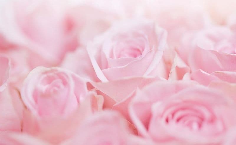 Carta da Parati Oceano di Rose in Carta da parati Collezione Casa - Trebisacce, commercioVirtuoso.it
