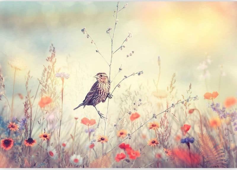 Fotomurale adesivo Field Bird in Carta da parati Collezione Casa - Trebisacce, commercioVirtuoso.it