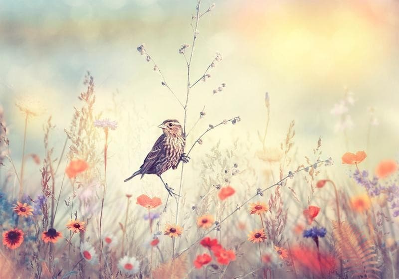 Fotomurale adesivo Field Bird in Carta da parati Collezione Casa - Trebisacce, commercioVirtuoso.it
